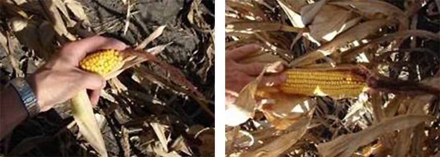 Comparación entre un maíz defectuoso por la excesiva compactación del suelo y un maíz robusto