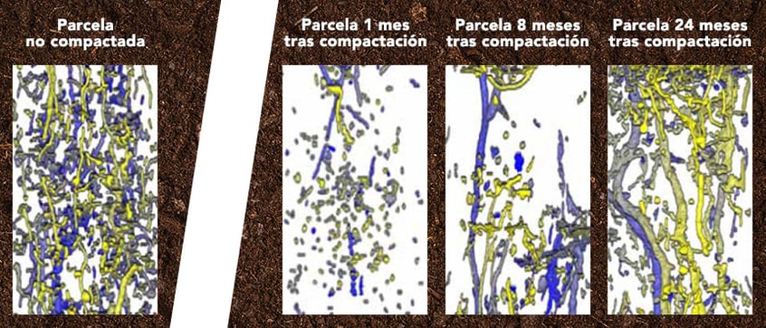 Representación de la recolonización natural por las lombrices tras una compactación del suelo
