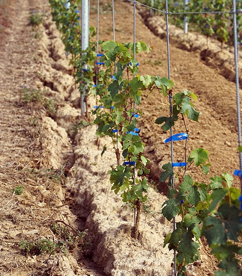 Erosión de las viñas por escorrentía