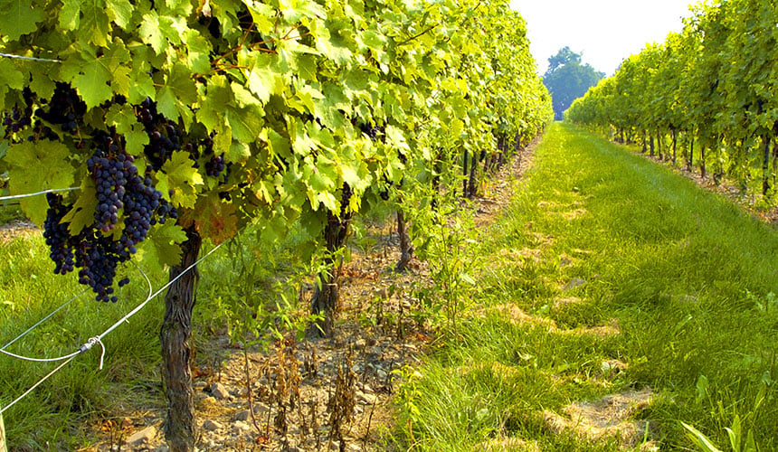 Unos neumáticos para viñedos adecuados protegen el suelo y el rendimiento de tus viñas