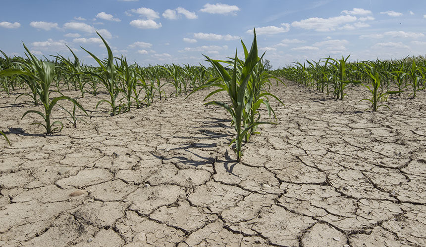 Los suelos arcillosos se endurecen y agrietan en periodos secos