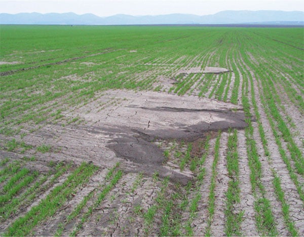El suelo compactado impide la infiltración del agua y aumenta la erosión